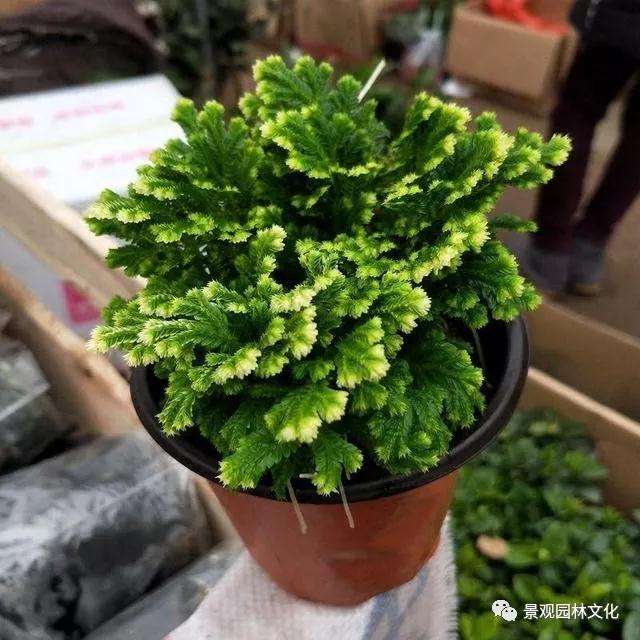 卷柏盆景怎么修剪造型的方法 图片