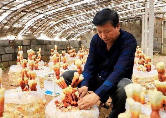 嫁接灵芝做盆景