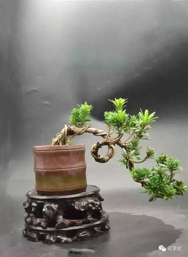 新手不会蟠扎盆景造型怎么办