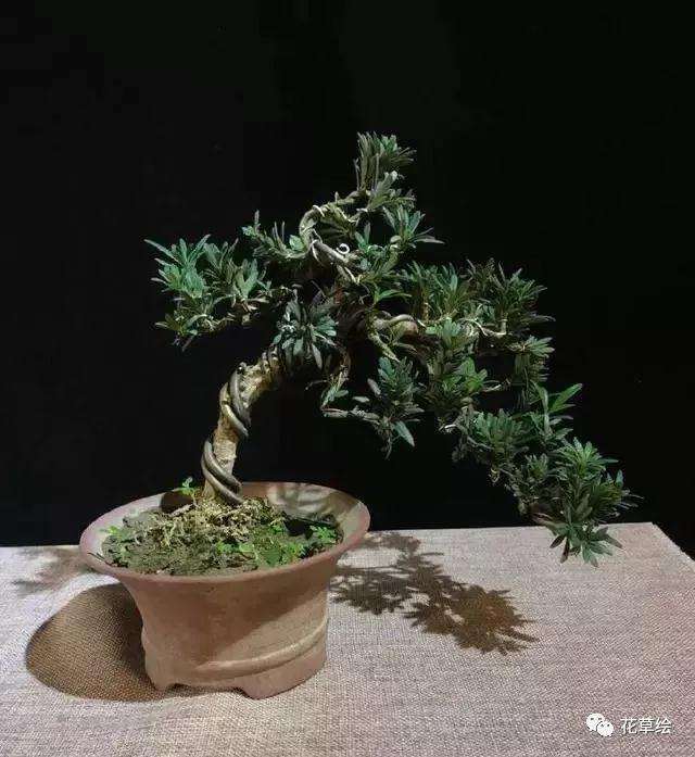 新手不会蟠扎盆景造型怎么办