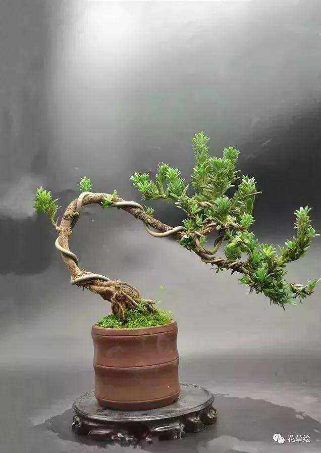 新手不会蟠扎盆景造型怎么办