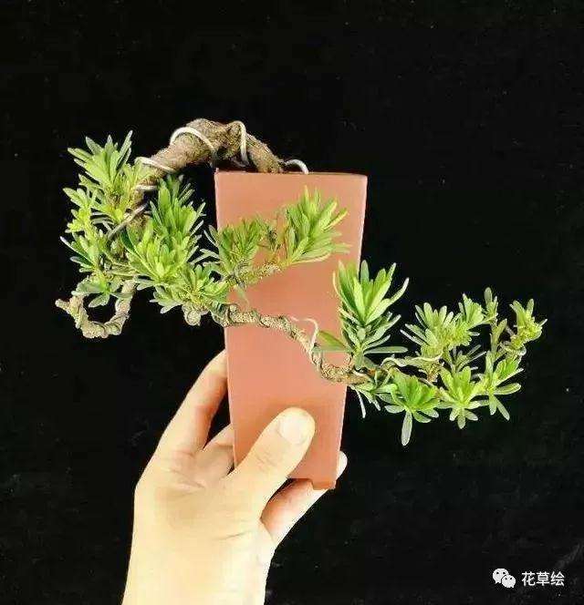 新手不会蟠扎盆景造型怎么办