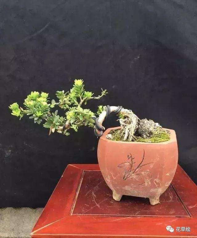 新手不会蟠扎盆景造型怎么办