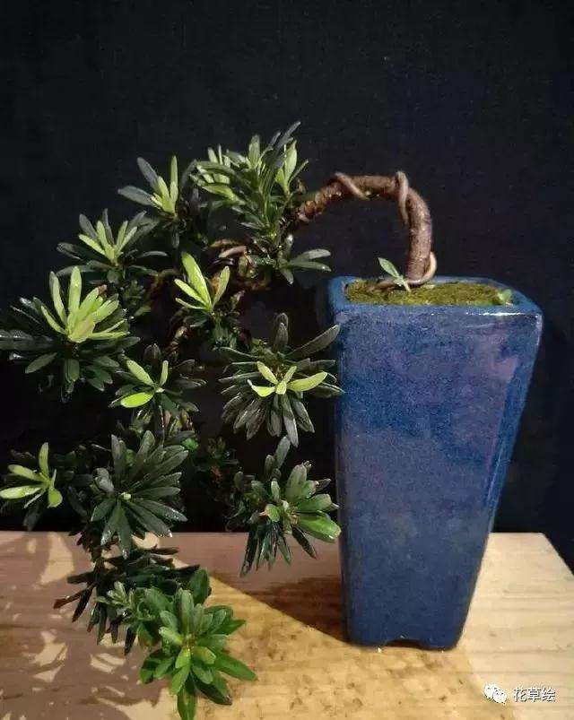 新手不会蟠扎盆景造型怎么办
