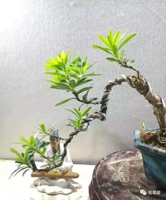 新手不会蟠扎盆景造型怎么办