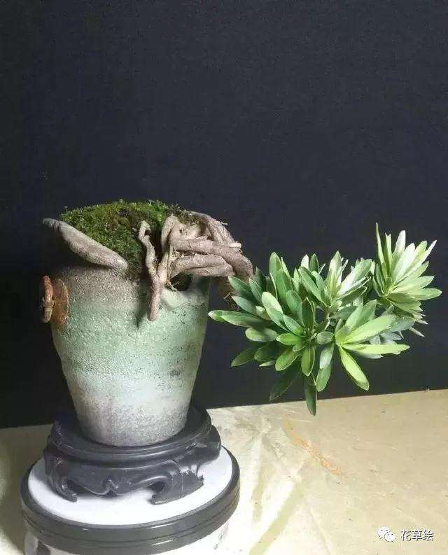 新手不会蟠扎盆景造型怎么办