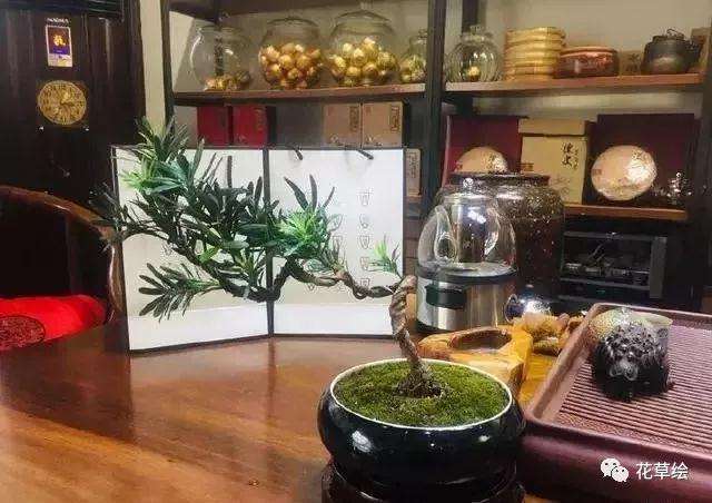 新手不会蟠扎盆景造型怎么办