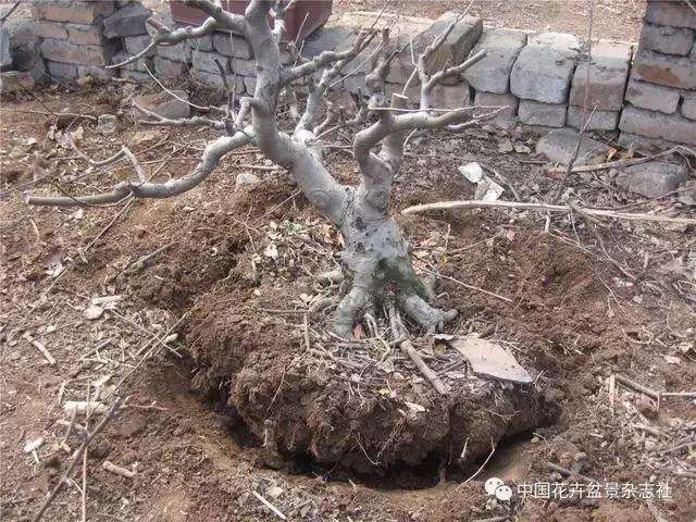 果木盆景怎么上盆修剪的方法