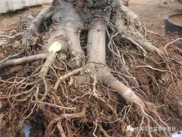 果木盆景怎么上盆修剪的方法