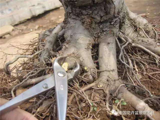 果木盆景怎么上盆修剪的方法