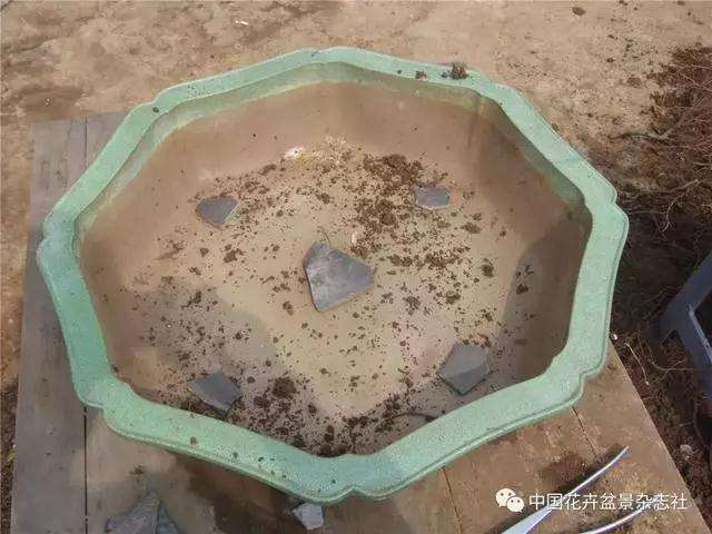 果木盆景怎么上盆修剪的方法