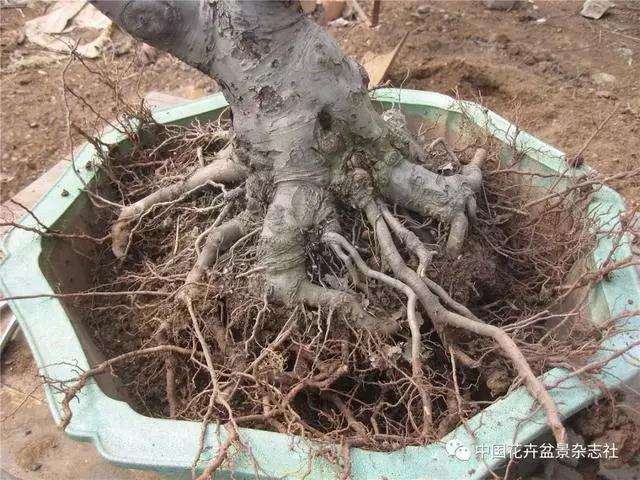 果木盆景怎么上盆修剪的方法