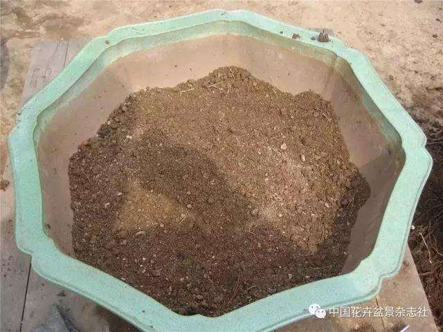 果木盆景怎么上盆修剪的方法