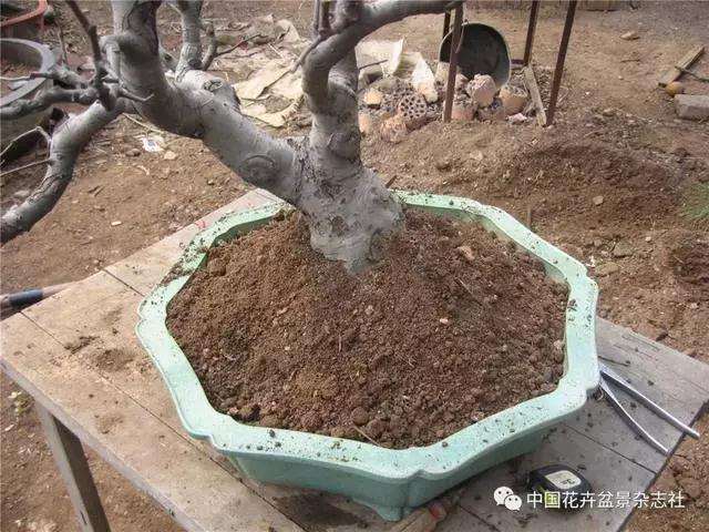 果木盆景怎么上盆修剪的方法