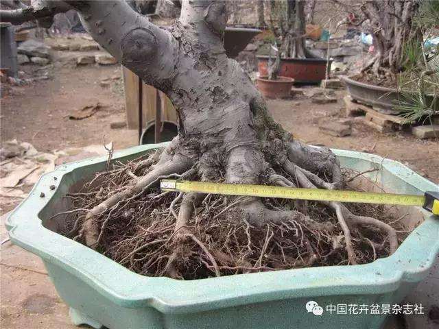 果木盆景怎么上盆修剪的方法