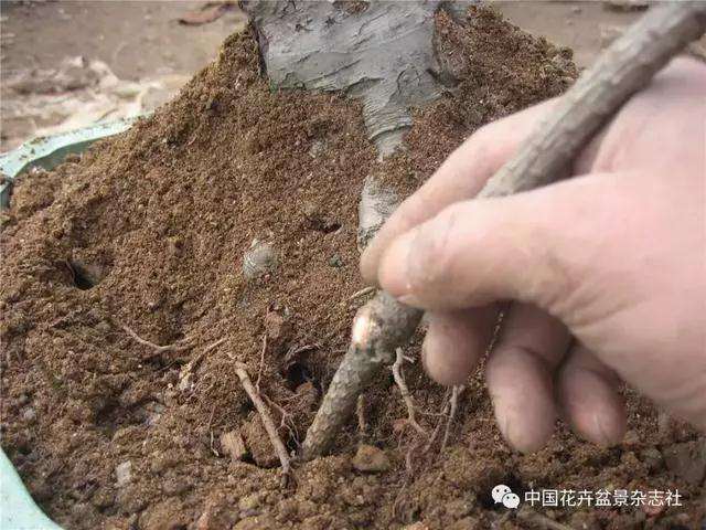 果木盆景怎么上盆修剪的方法