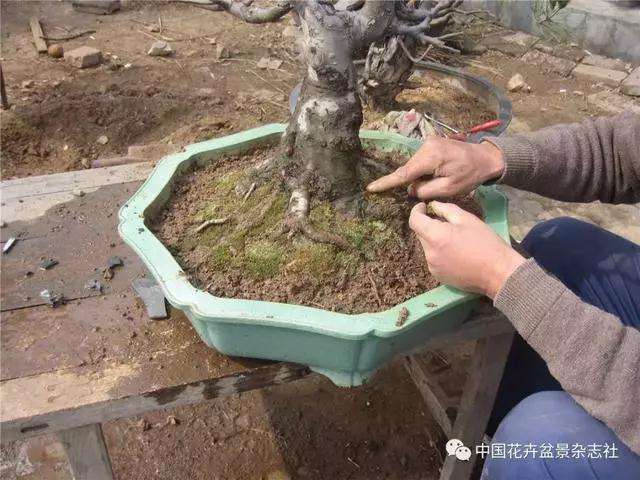 果木盆景怎么上盆修剪的方法
