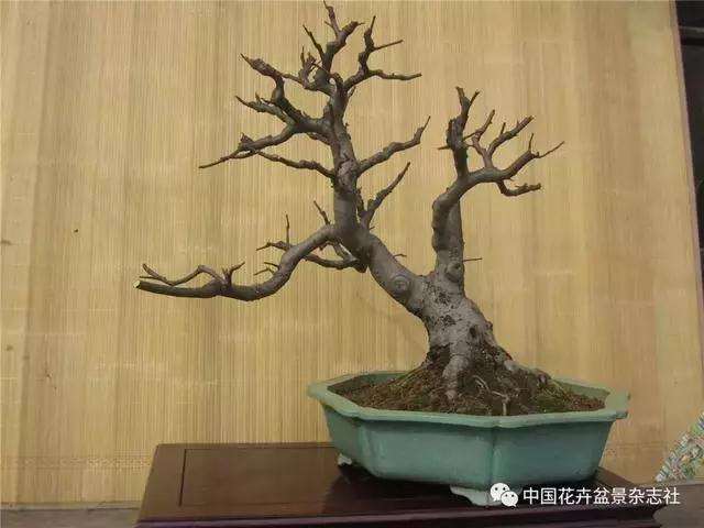 果木盆景怎么上盆修剪的方法