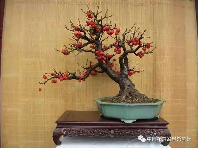 果木盆景怎么上盆修剪的方法