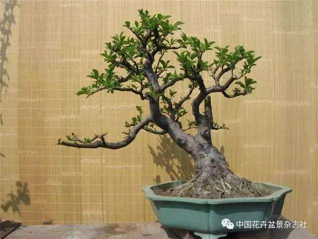 果木盆景怎么上盆修剪的方法