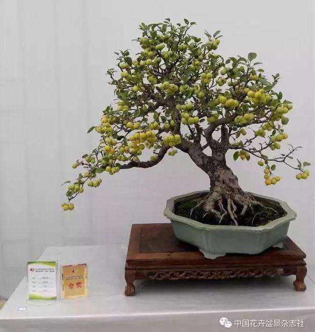 果木盆景怎么上盆修剪的方法