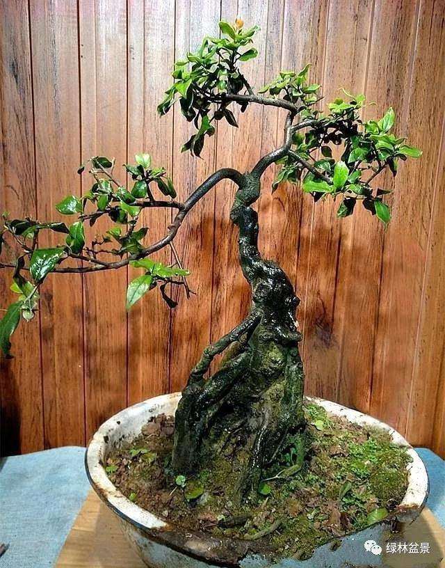 为什么金弹子盆景挂果期很长