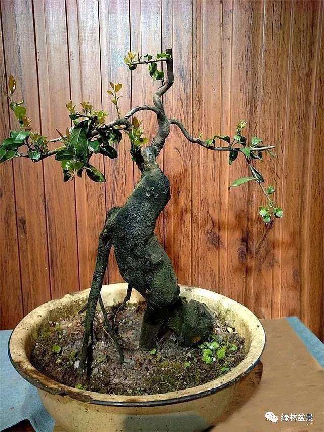 为什么金弹子盆景挂果期很长