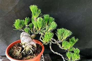 怎么选择盆景最好的观赏面 图片