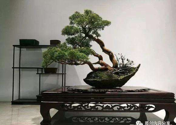 盆景怎么压条繁殖的3种方法