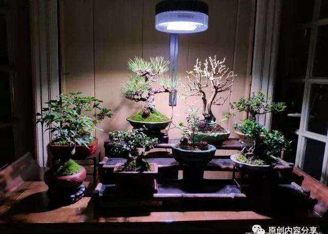 盆景怎么压条繁殖的3种方法