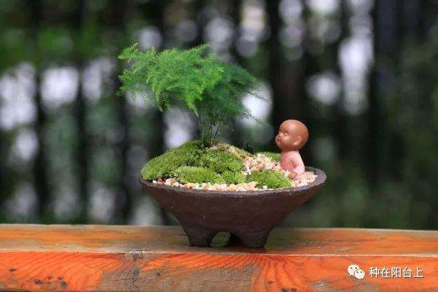 图解 微型盆景怎么上苔藓的方法 下篇