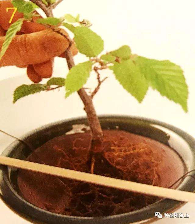 图解 微型盆景怎么上苔藓的方法 下篇