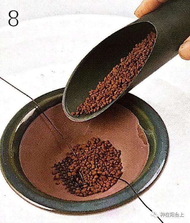 图解 微型盆景怎么上苔藓的方法 下篇