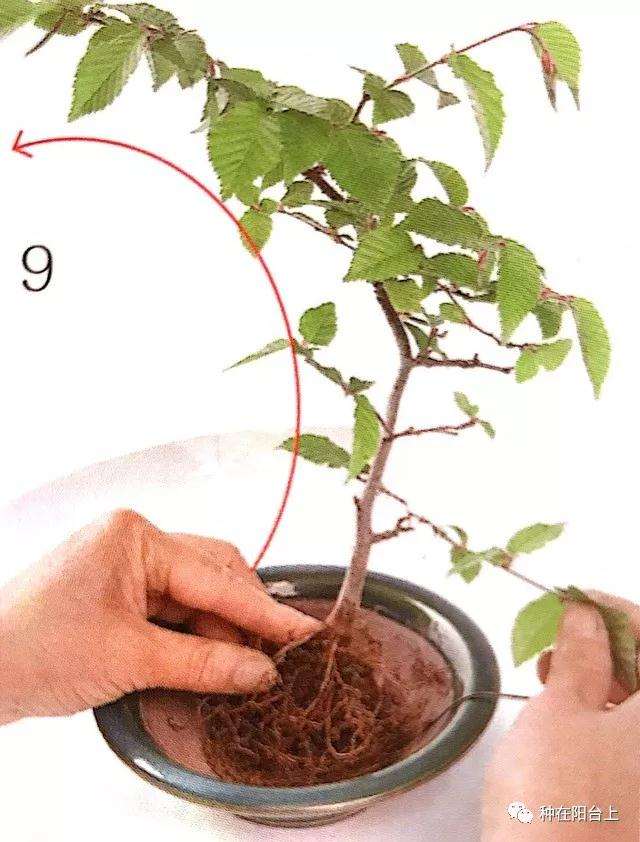 图解 微型盆景怎么上苔藓的方法 下篇