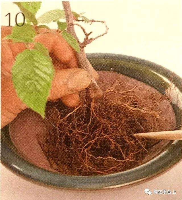 图解 微型盆景怎么上苔藓的方法 下篇