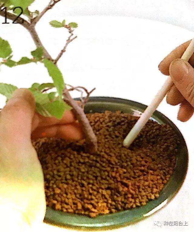 图解 微型盆景怎么上苔藓的方法 下篇