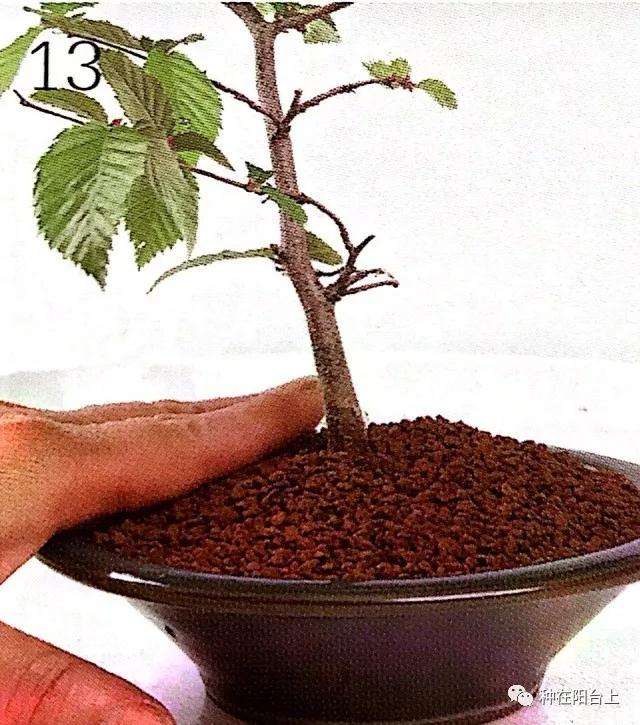 图解 微型盆景怎么上苔藓的方法 下篇