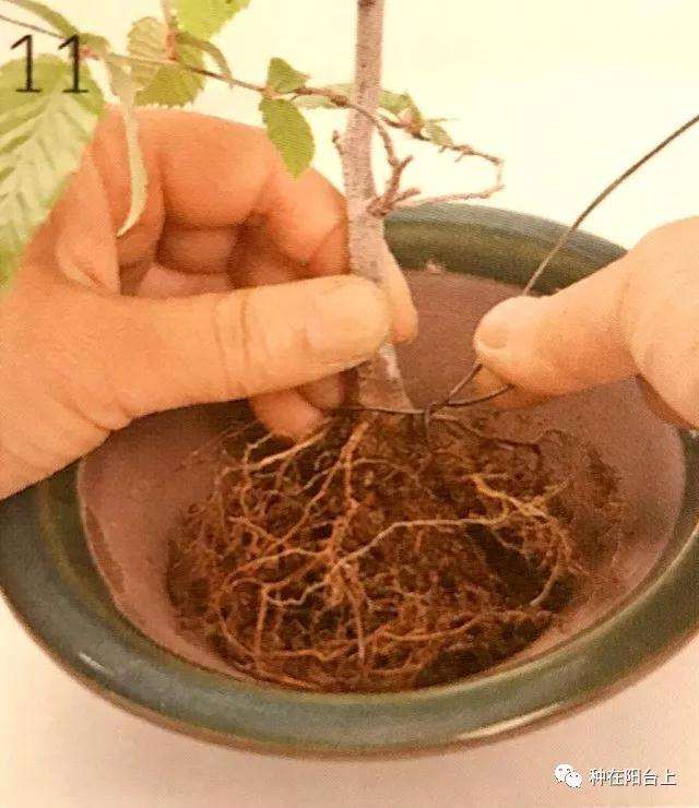 图解 微型盆景怎么上苔藓的方法 下篇