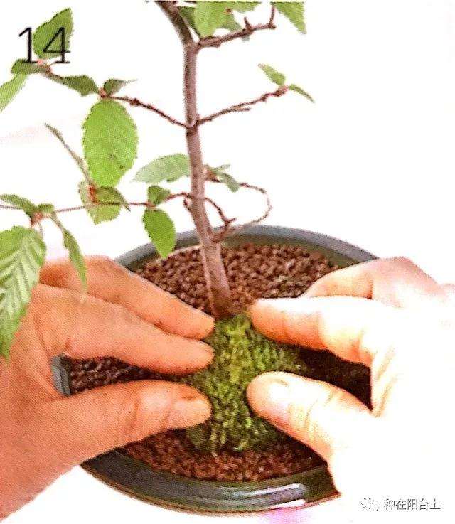 图解 微型盆景怎么上苔藓的方法 下篇