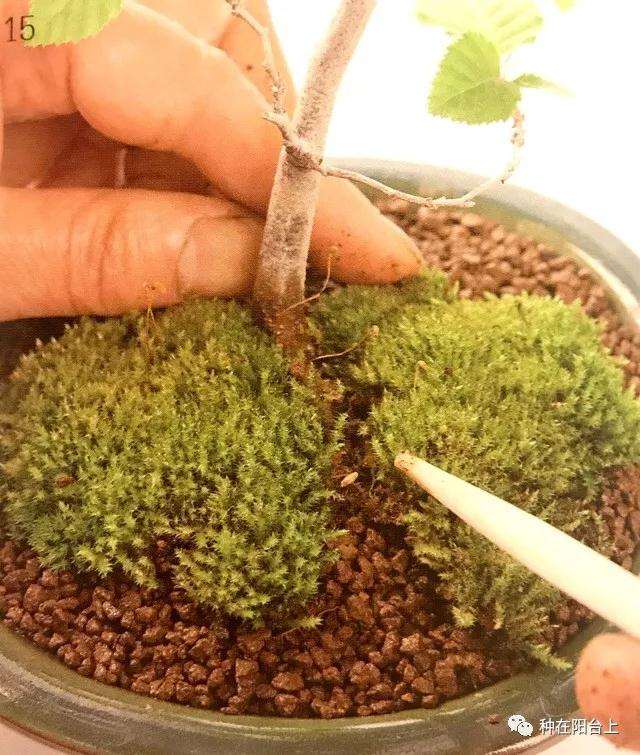 图解 微型盆景怎么上苔藓的方法 下篇