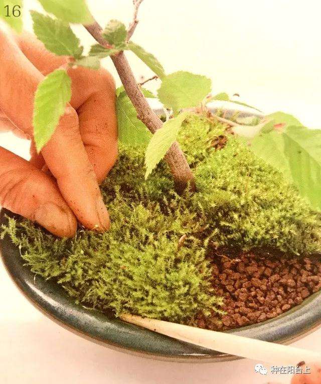 图解 微型盆景怎么上苔藓的方法 下篇