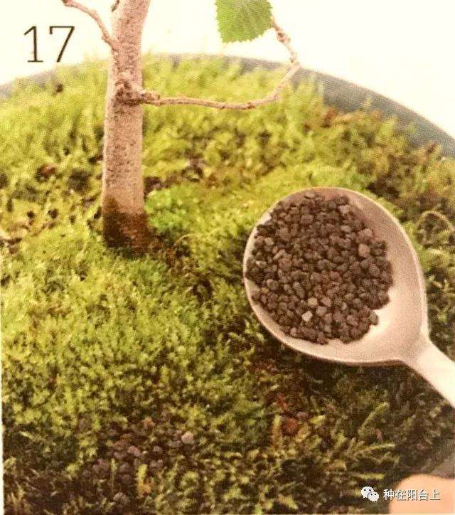 图解 微型盆景怎么上苔藓的方法 下篇