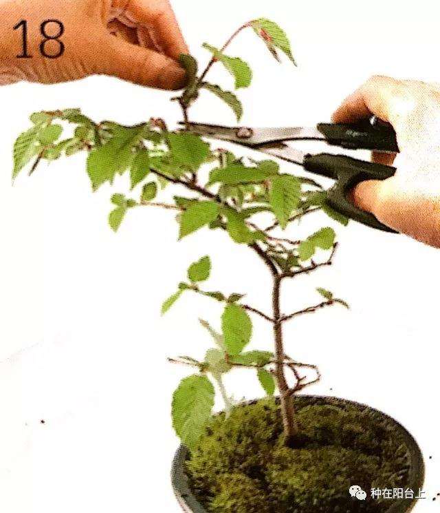 图解 微型盆景怎么上苔藓的方法 下篇