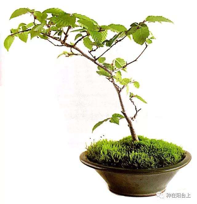 图解 微型盆景怎么上苔藓的方法 下篇