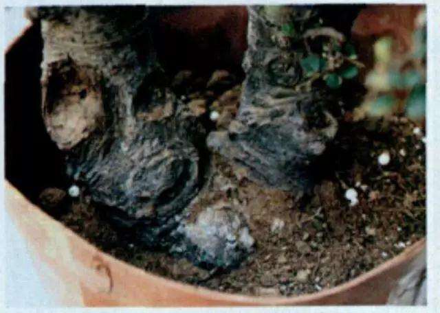 树木盆景怎么高压繁殖的方法