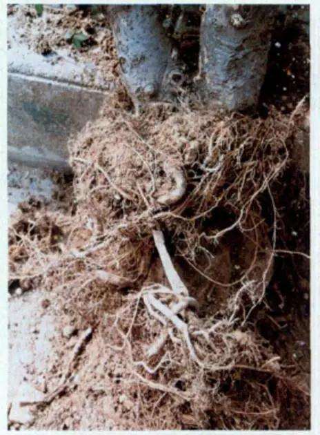 树木盆景怎么高压繁殖的方法