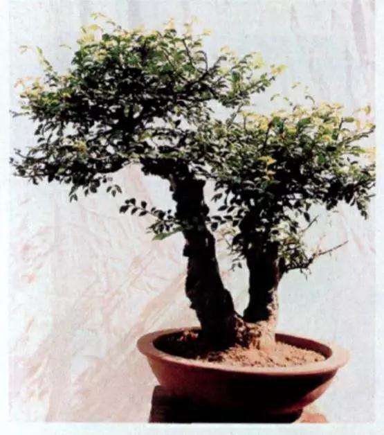 树木盆景怎么高压繁殖的方法