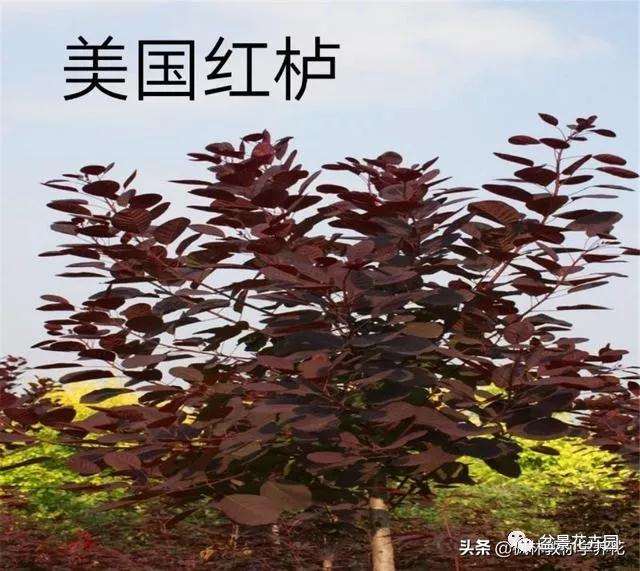 盆景黄栌老桩怎么移植上盆的方法