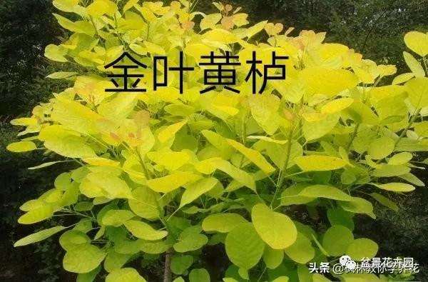 盆景黄栌老桩怎么移植上盆的方法