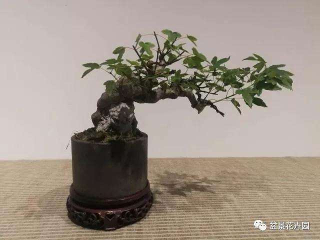 知名盆景老师沈一夫来到苏州古旧书店